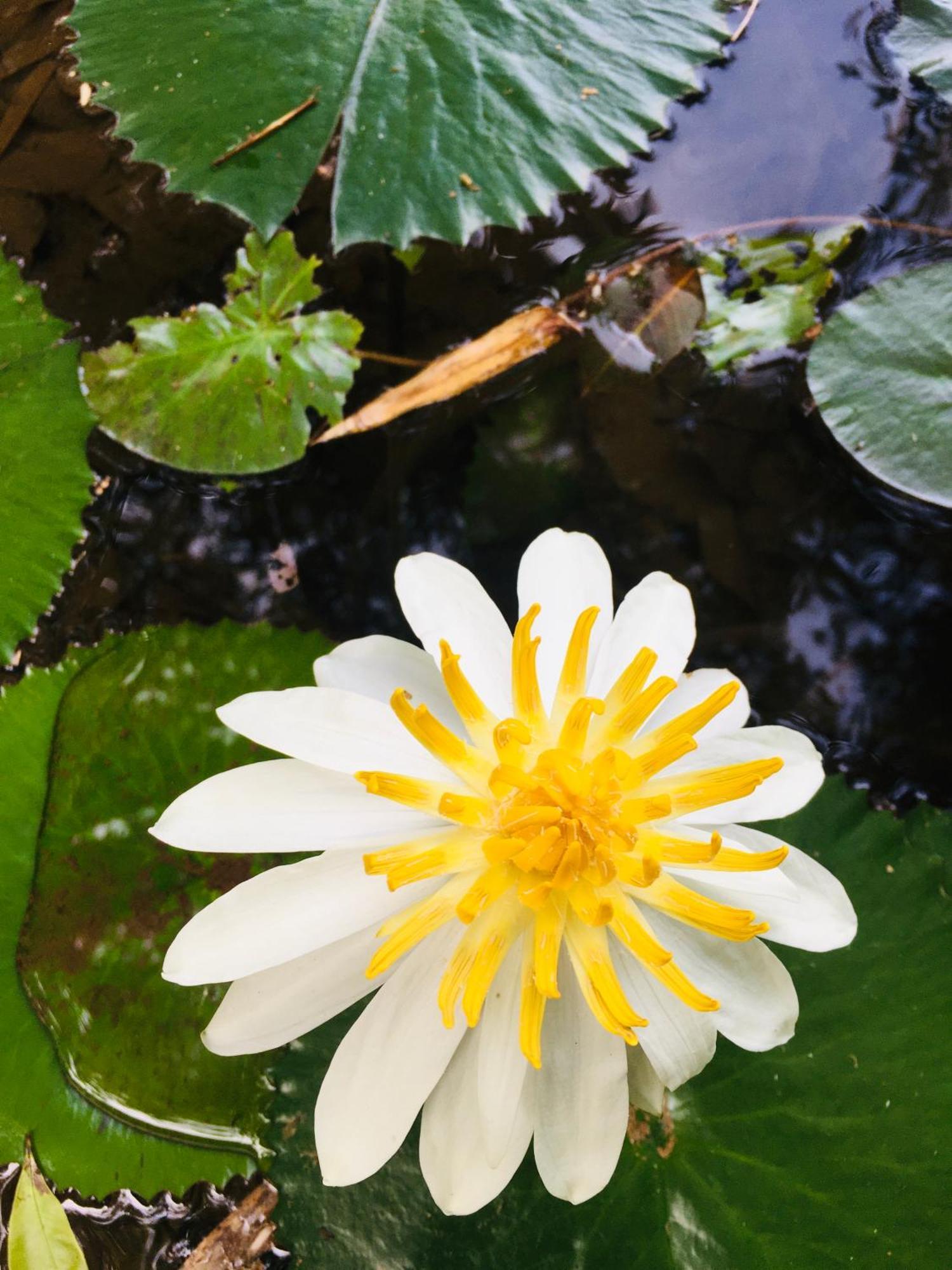 Paradise Eco Garden คิตุลกาลา ภายนอก รูปภาพ
