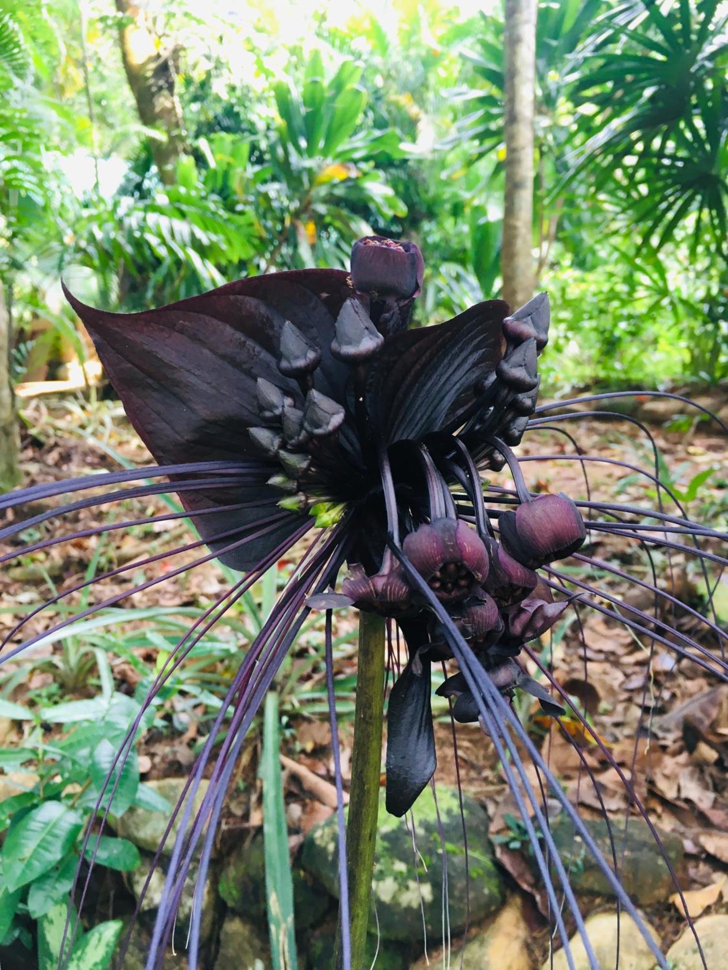 Paradise Eco Garden คิตุลกาลา ภายนอก รูปภาพ