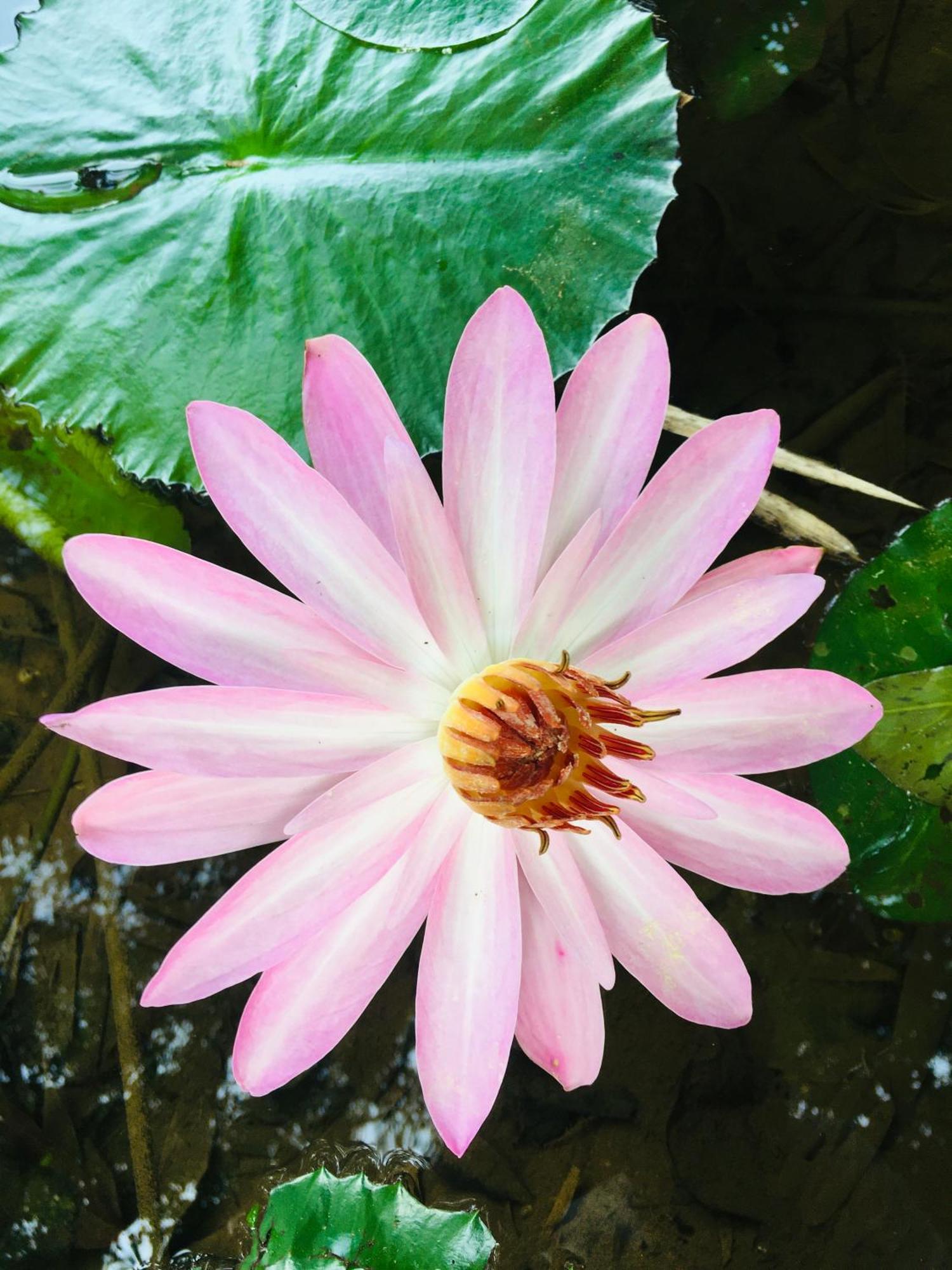 Paradise Eco Garden คิตุลกาลา ภายนอก รูปภาพ