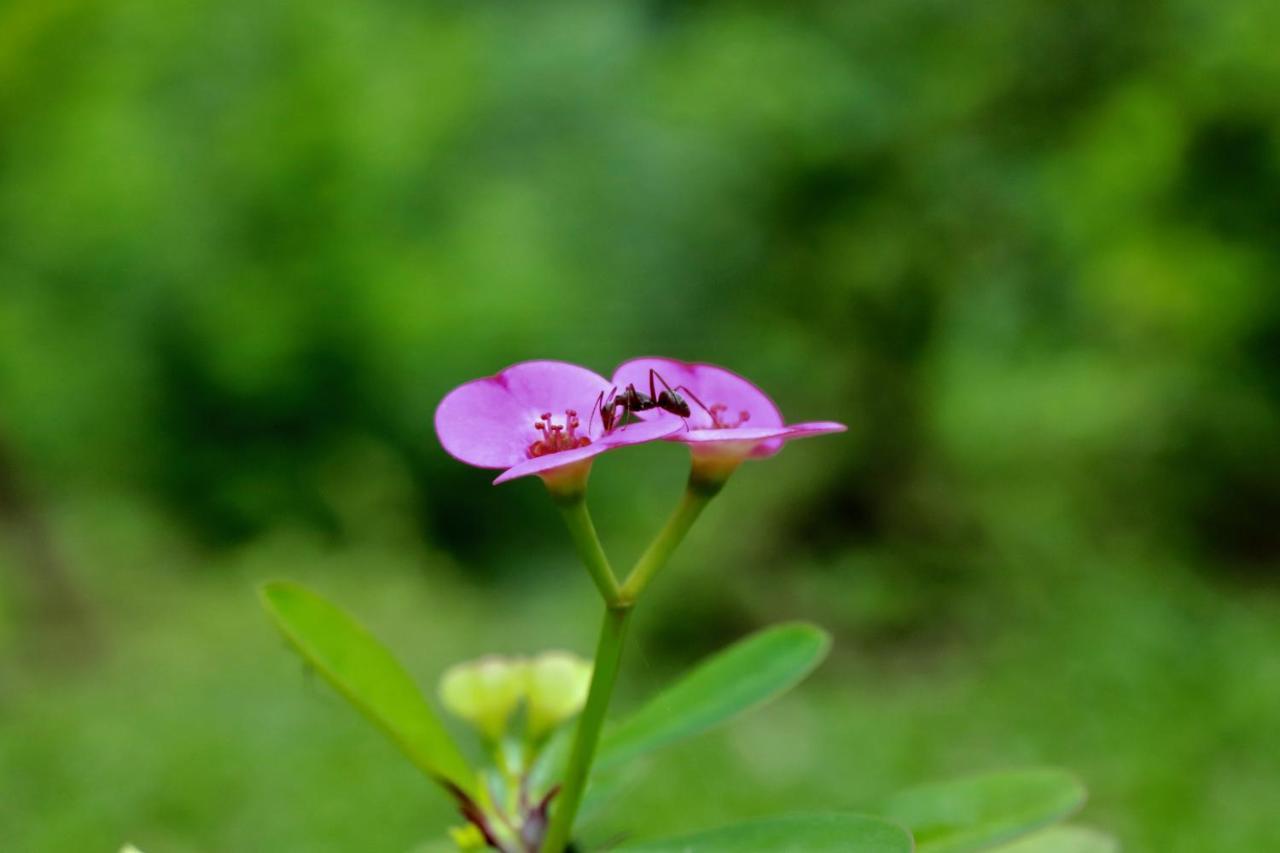 Paradise Eco Garden คิตุลกาลา ภายนอก รูปภาพ