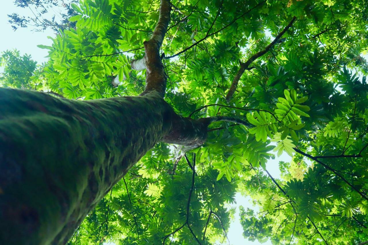 Paradise Eco Garden คิตุลกาลา ภายนอก รูปภาพ