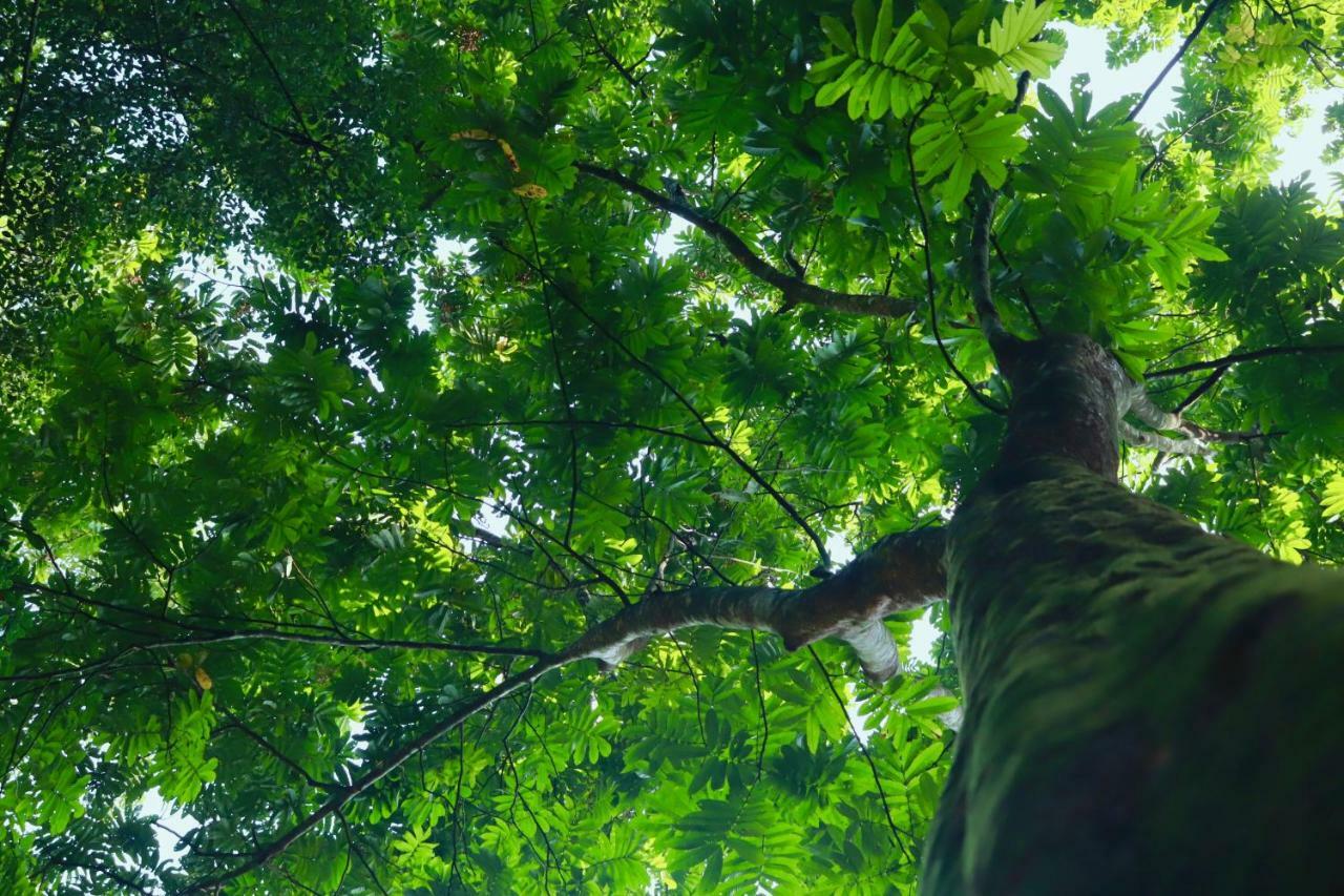 Paradise Eco Garden คิตุลกาลา ภายนอก รูปภาพ